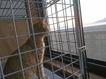 その3 猫の秘密基地?!