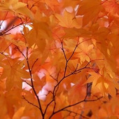 【11月の肌占い】お肌のタイプと血液型から占います!