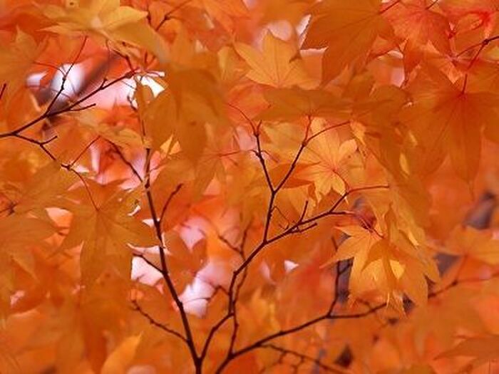 【11月の肌占い】お肌のタイプと血液型から占います!