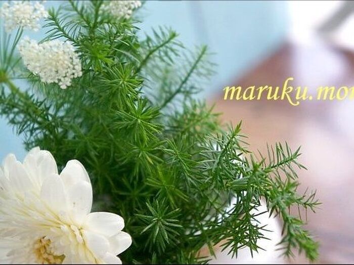 6.お花のアップ。