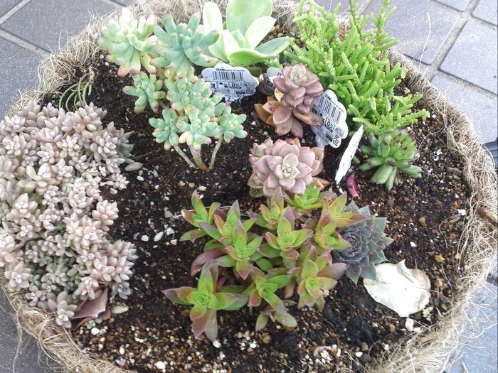廃材をハンギング代わりに!多肉植物の寄せ植え