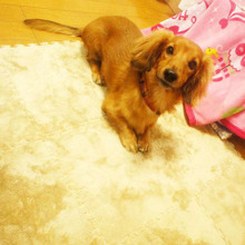 アレンジ自由自在★愛犬にも優しいダイソー ふわふわボアジョイントマット