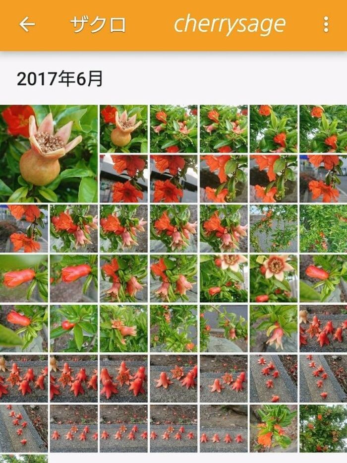 ■正解は柘榴(ザクロ)でした!