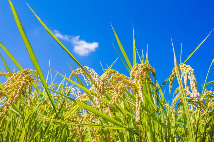 ふるさと納税とは?人気の理由とうれしいメリットをわかりやすく解説!