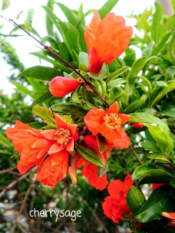 ■花が沢山咲いています