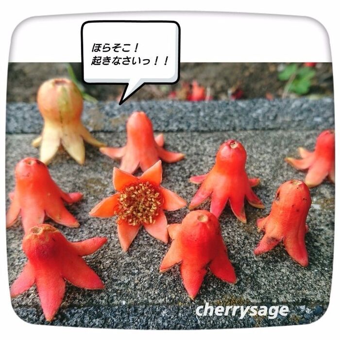 ■タコさん星人の学校