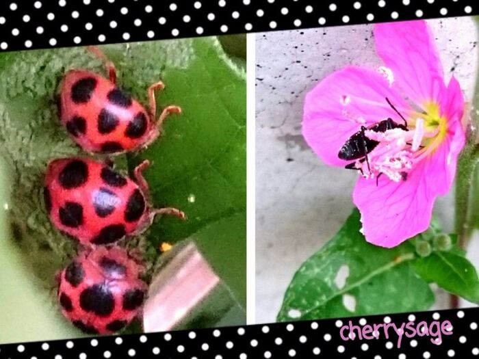 だんご3兄弟から壁ドンまで❤ 小さな世界の住人たち