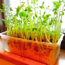 豆苗を育てるには捨てるはずの○○○○がぴったり!