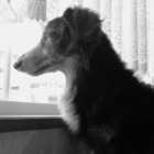 Rudy