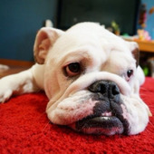 掃除機だけでは限界があります!プロお墨付きの絨毯お掃除術とは