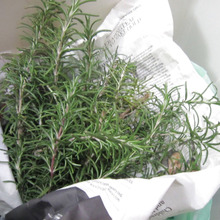 ローズマリーをゴミ箱に!消臭?減臭?効果ある気がするんですが…。不要な枝をゴミ箱に入れて爽やかに。