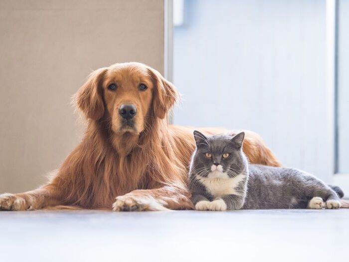 ペットを飼っているご家庭のお悩みとは?
