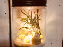 簡単! ダイソーでテラリウムライト