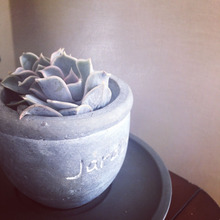 ミニ多肉でミニ観葉植物を飾る