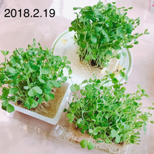 簡単‼️節約豆苗育て♬