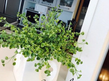 フェイクグリーンと生花を気軽に楽しむ我が家のリビング