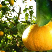 大きな大きな柑橘類「ぼんたん」。美容効果も大きいって本当?