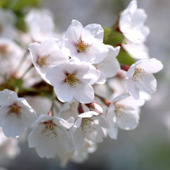 【3月の肌占い】お肌のタイプと血液型から占います!