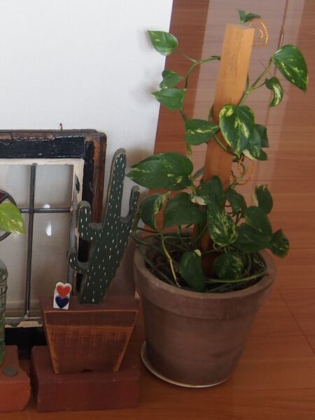 ズーム③自植えしたポトスです~