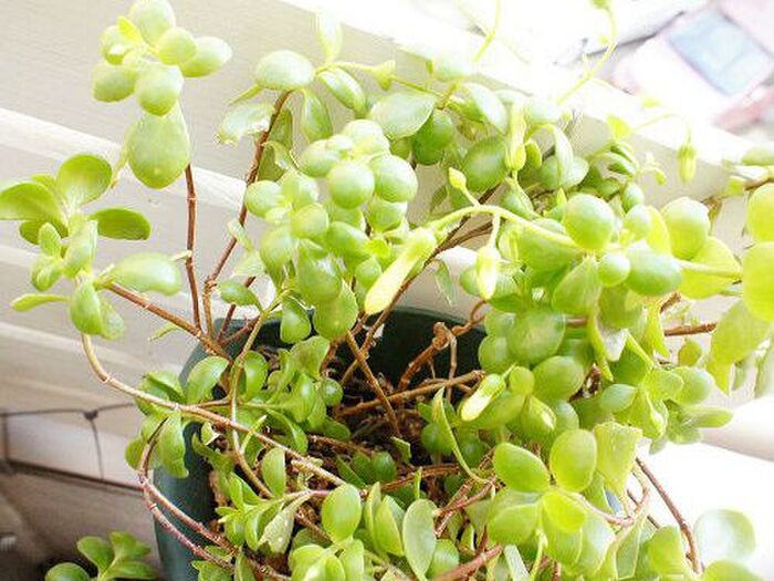 他の植物も・・・