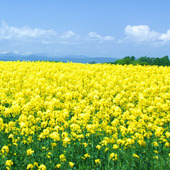 本当は秘密にしたい!農家直伝の春野菜の堪能方法と保存のコツ