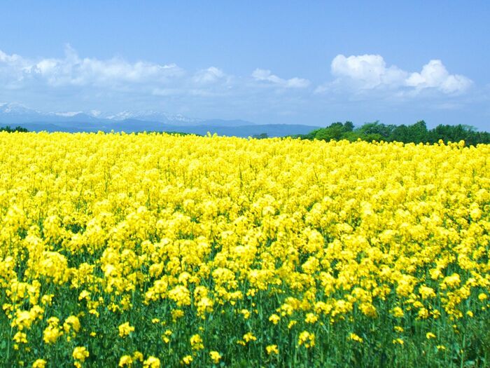 本当は秘密にしたい!農家直伝の春野菜の堪能方法と保存のコツ