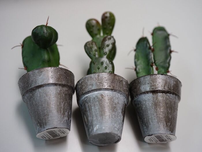 3本ともサボテンも落ち着いた雰囲気になりました