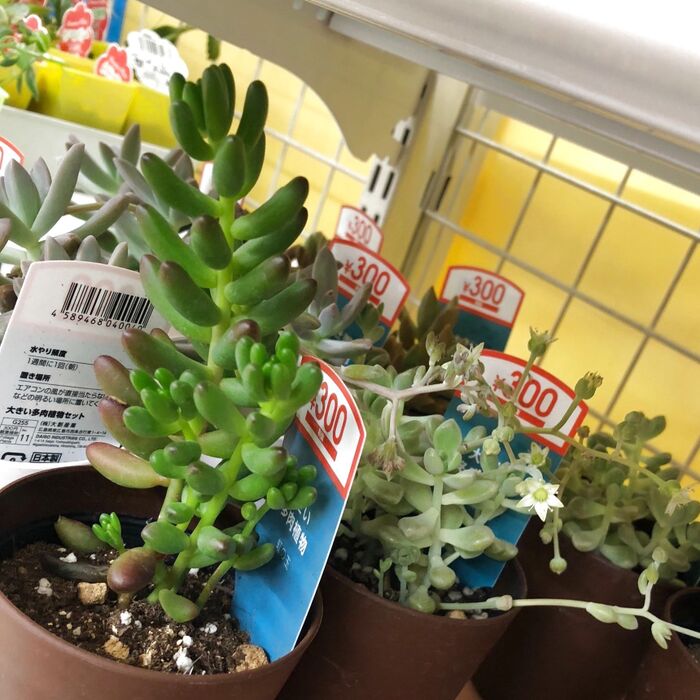 DAISO多肉に新展開!?