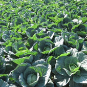 今が旬!甘くて柔らかな春キャベツを美味しく簡単に食べる方法