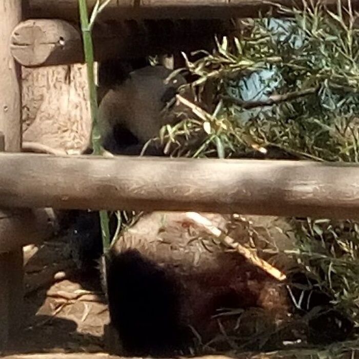 ママは