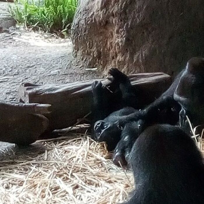 ゴリラの赤ちゃん
