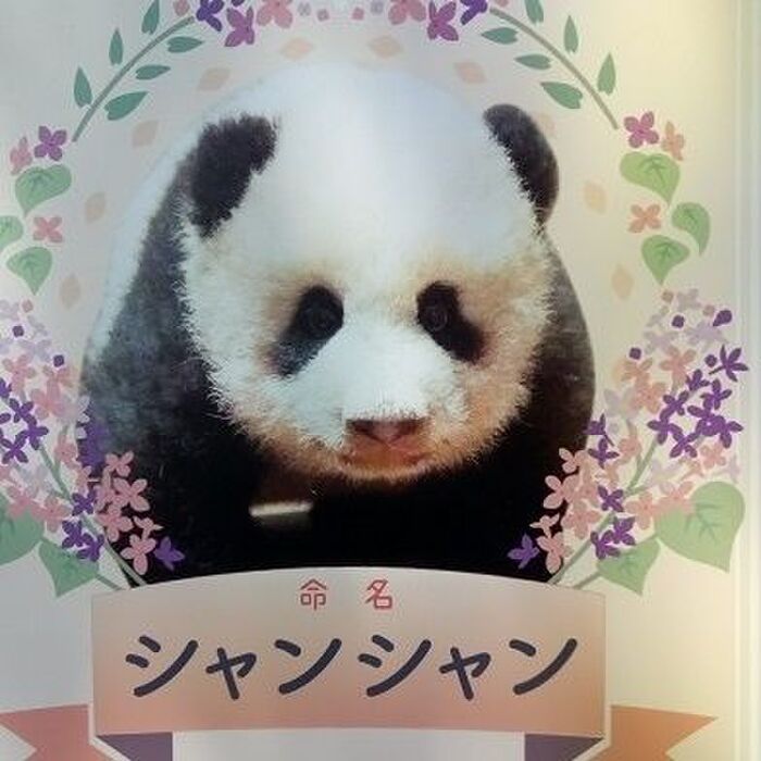 シャンシャンを観に上野へ