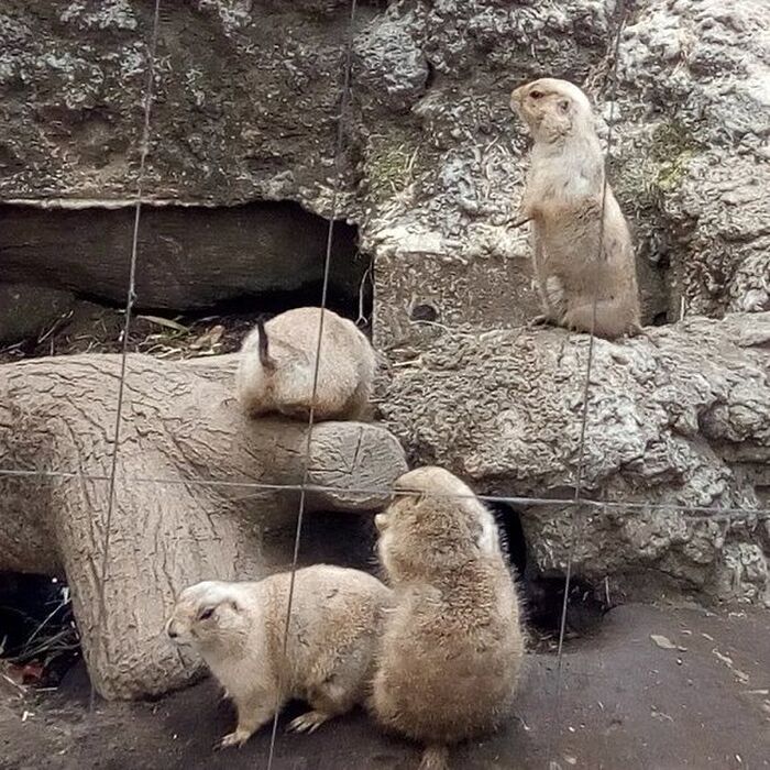 その他の動物たち