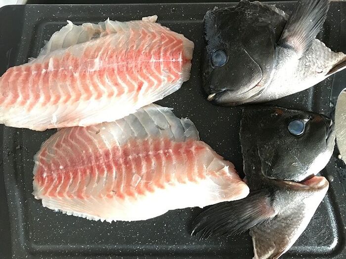 補足:めじなの下ごしらえ