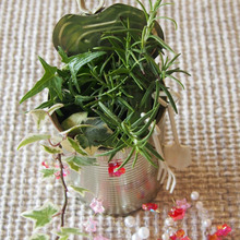 100均で見つけた「スコップとクマデ」と いつものトマト缶で可愛いグリーンインテリア!