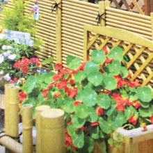 ☘️自分の家の日差しにあった植物を育てています☘️