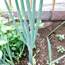 【節約】捨てないで。ネギの根っこを土に植えただけでここまで伸びた!