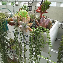 100均を使っての多肉ベランダですがお店みたいと楽しんでいただいてます