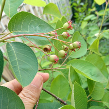 ダイソー水切りネットの別の使い方☆ベリーを鳥から守る☆今年こそ収穫‼️