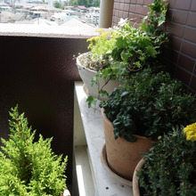 限られた空間でもDIYで癒しの空間に