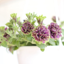 ハンギングポットで楽しむペチュニア