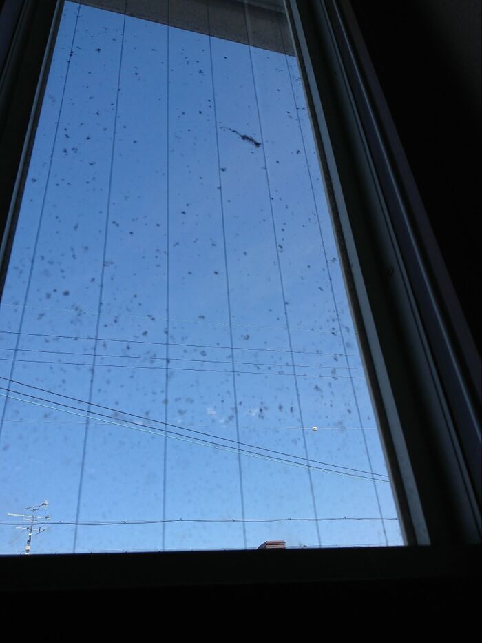 見上げるとカビ