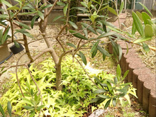 植木鉢を思い切って切る!底なし植木鉢の行き場所