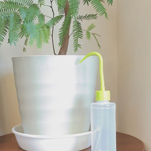 観葉植物の受け皿の水を吸う事もできる水挿し