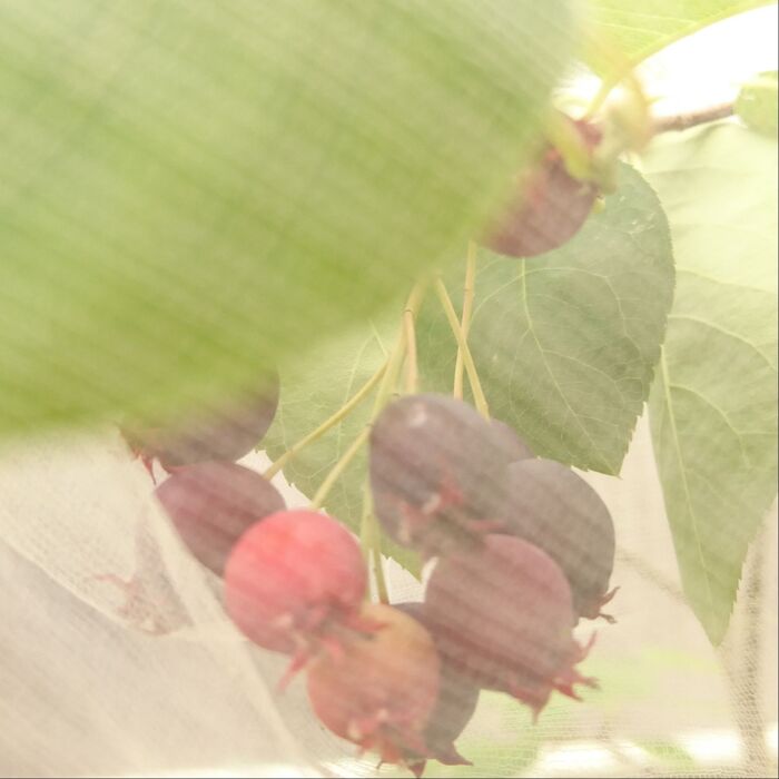 実が赤くなってきましたよ~!