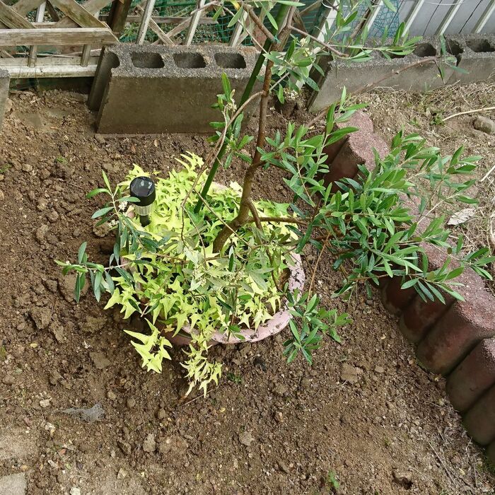 底を抜いた植木鉢の今