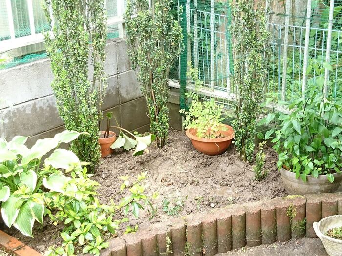 思い切って一人で植え替え★勇気がないときはプロに相談