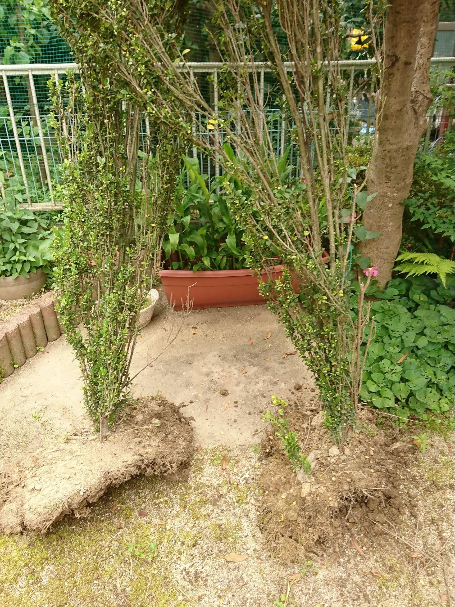 根は浅いことを思い出したのです