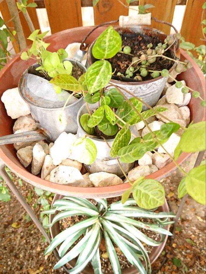 シンデレラフィット、み~つけた♪植木鉢の受け☆こんな使い方はいかが?