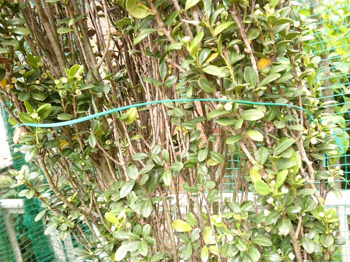 乱れた樹形は、ワイヤーで